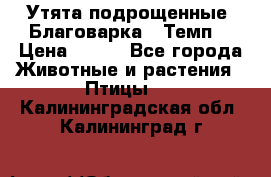 Утята подрощенные “Благоварка“,“Темп“ › Цена ­ 100 - Все города Животные и растения » Птицы   . Калининградская обл.,Калининград г.